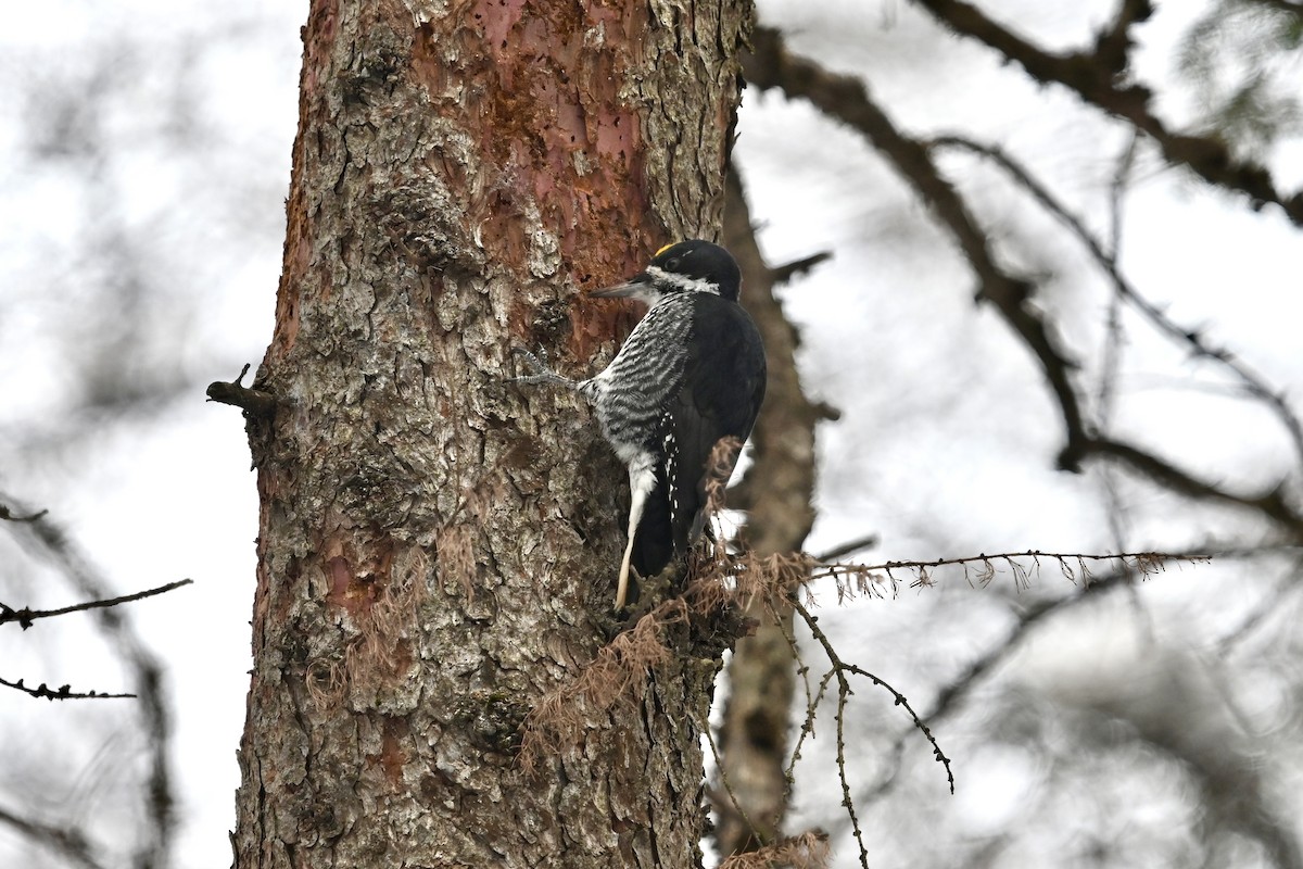 Black-backed Woodpecker - ML646489878