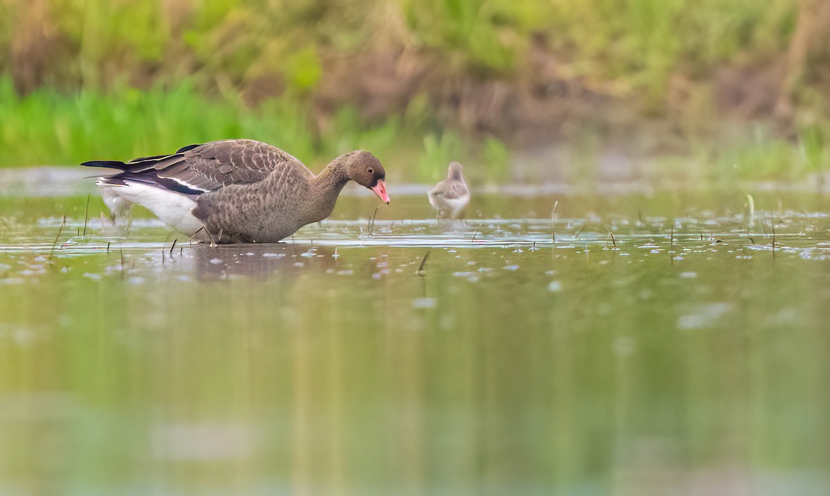 אווז קטן - ML646489879