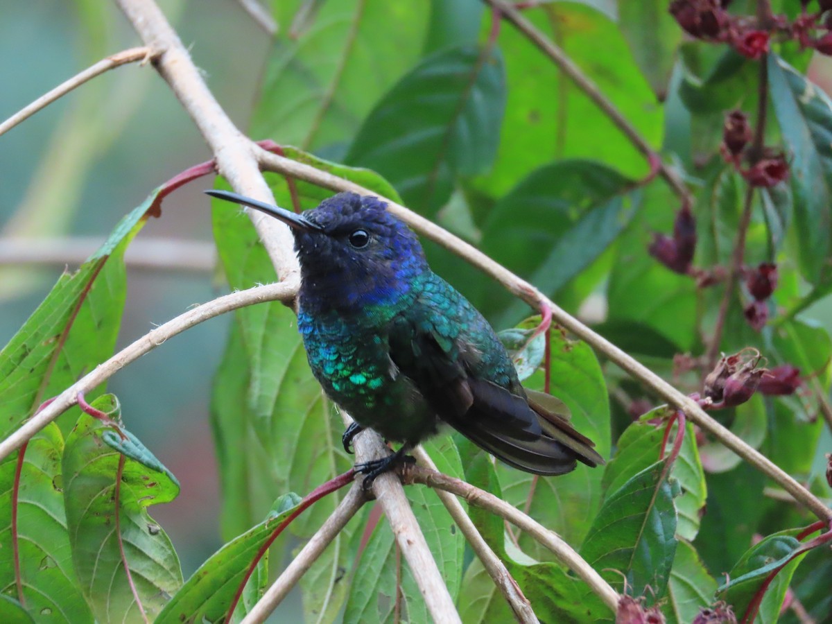 Golden-tailed Sapphire - ML646489880