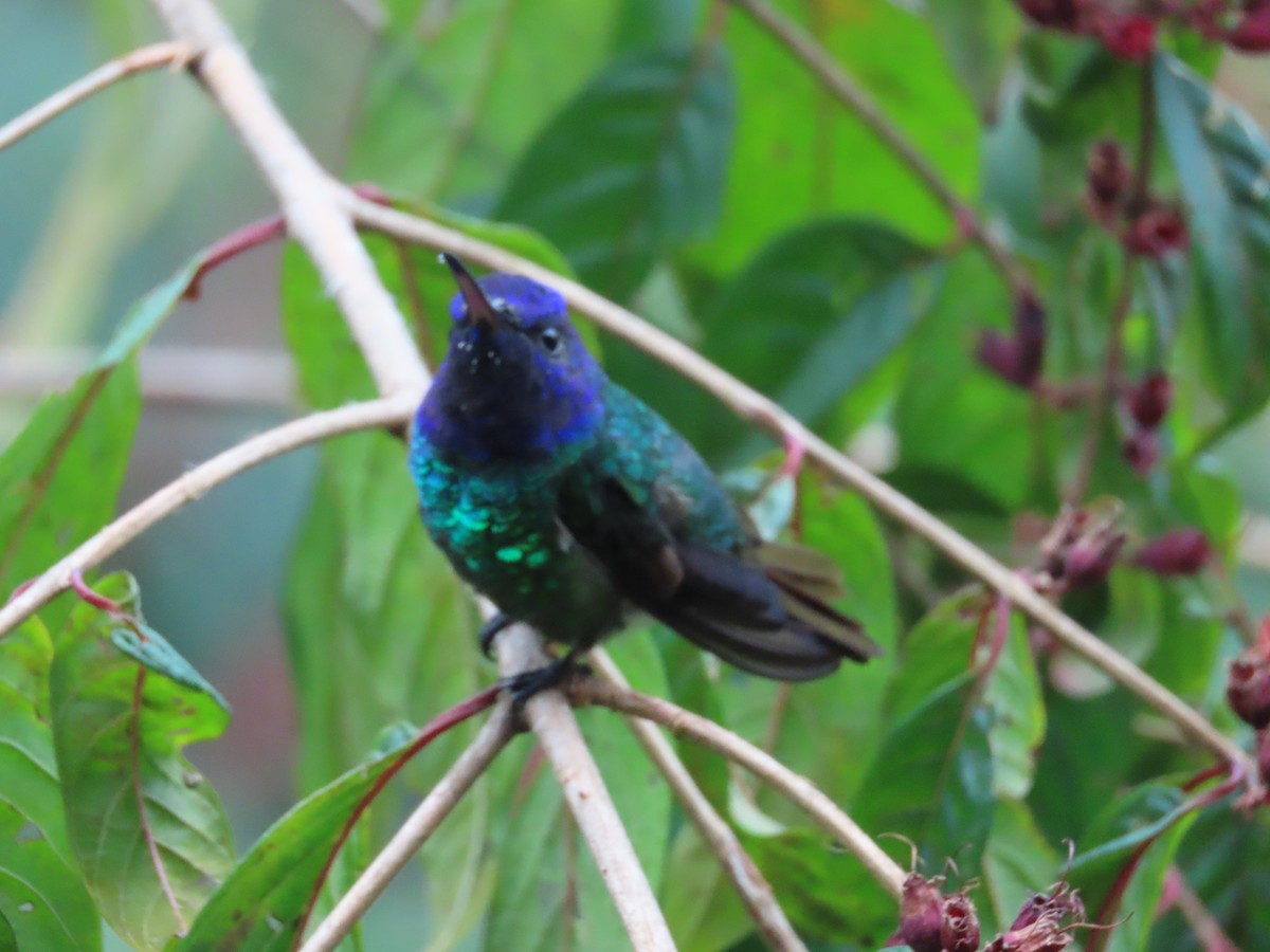 Golden-tailed Sapphire - ML646489882