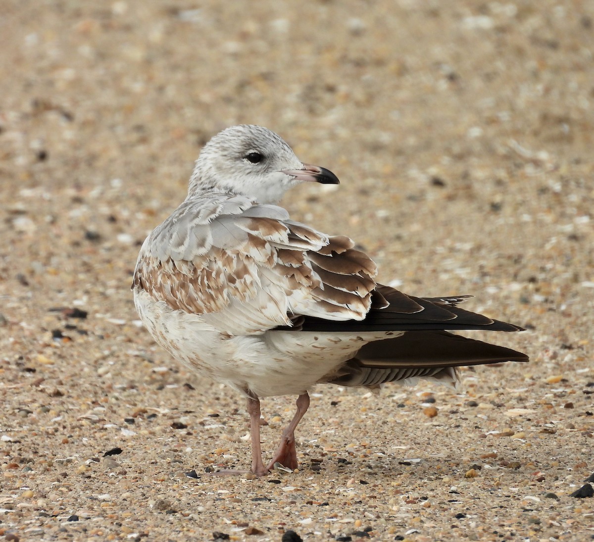 Ring-billed Gull - ML646489884