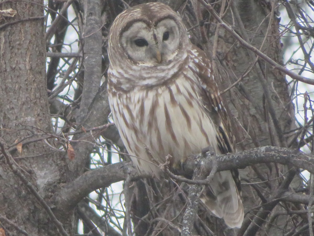 アメリカフクロウ - ML646489886