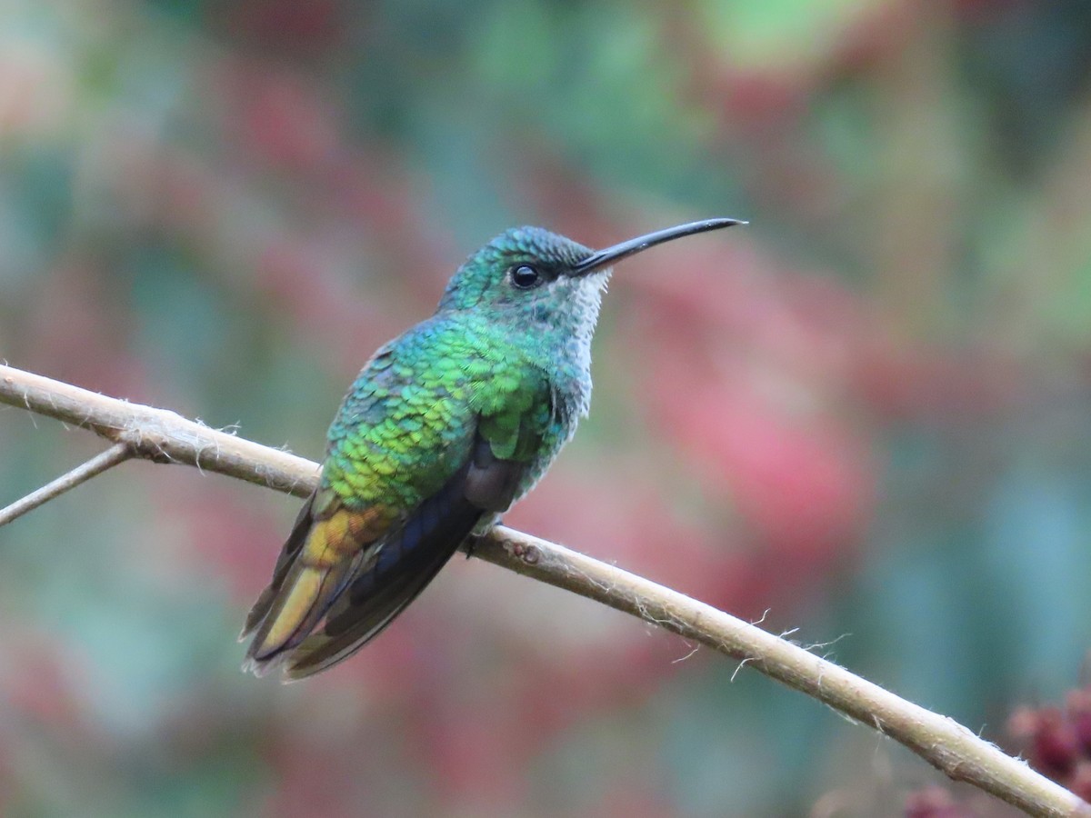 Golden-tailed Sapphire - ML646489889