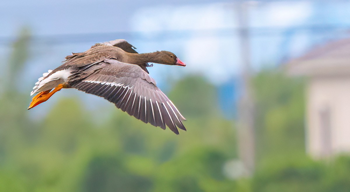אווז קטן - ML646489890