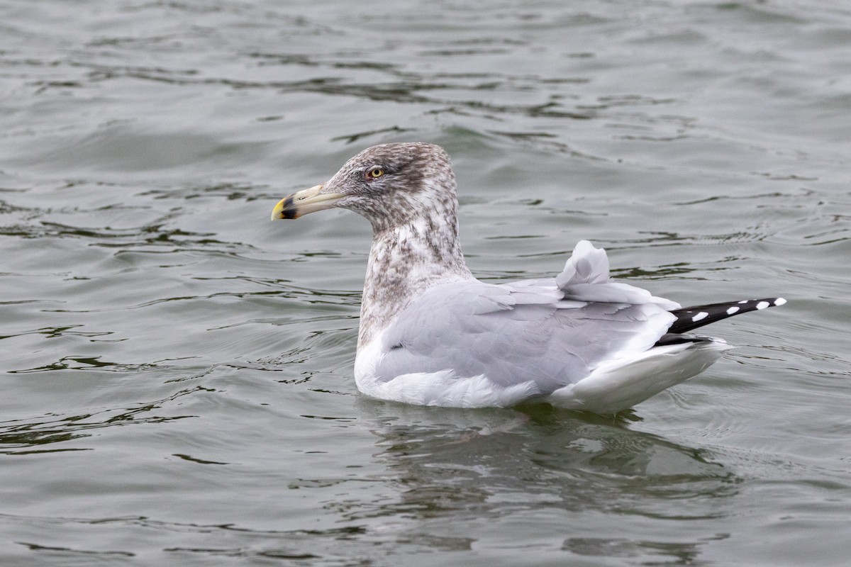 American Herring Gull - ML646489895