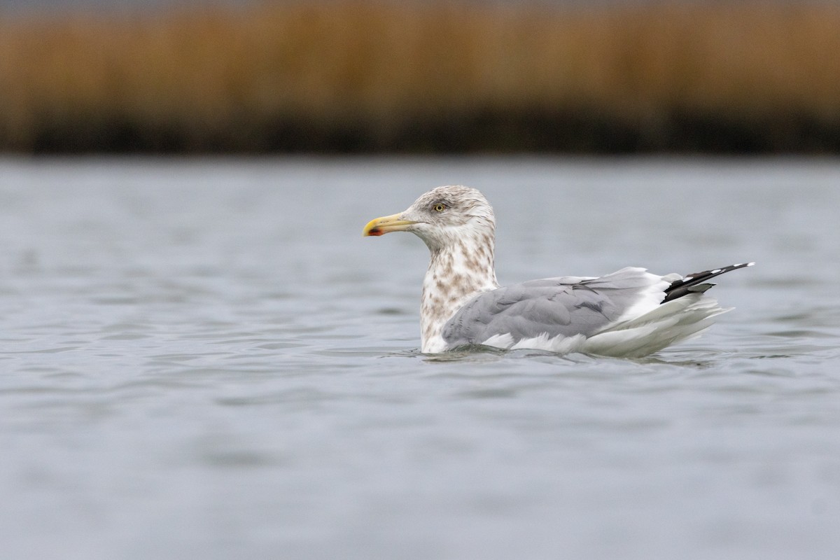 American Herring Gull - ML646489896