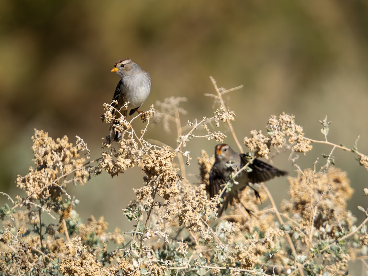 White-crowned Sparrow - ML646489897