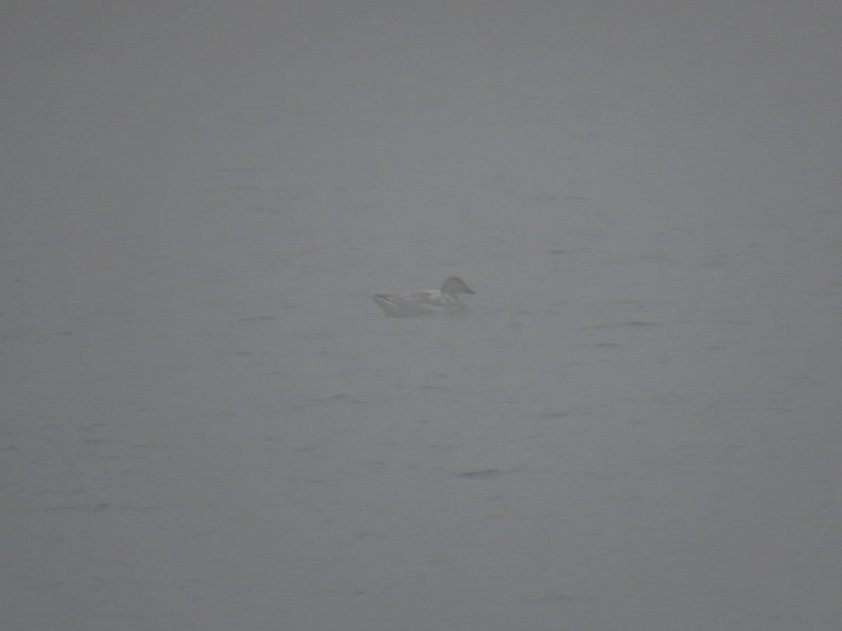 Цасны галуу - ML646489902