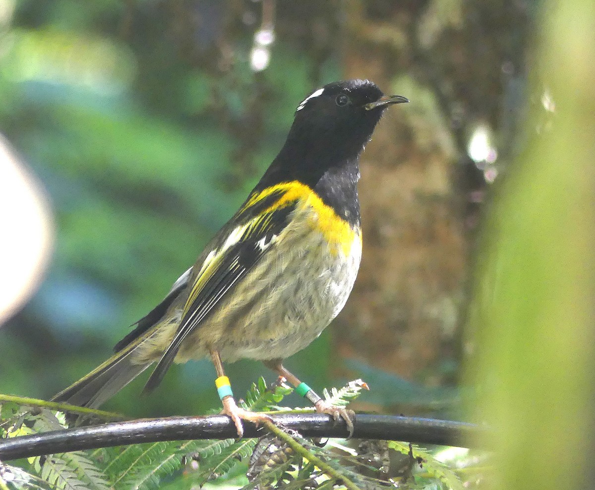 Stitchbird - ML646489911