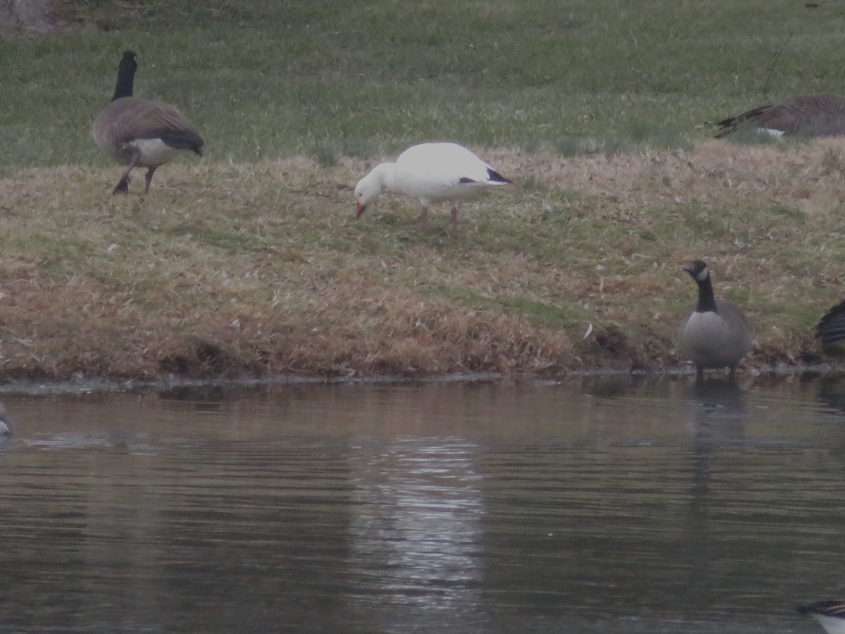 ハクガン - ML646489913