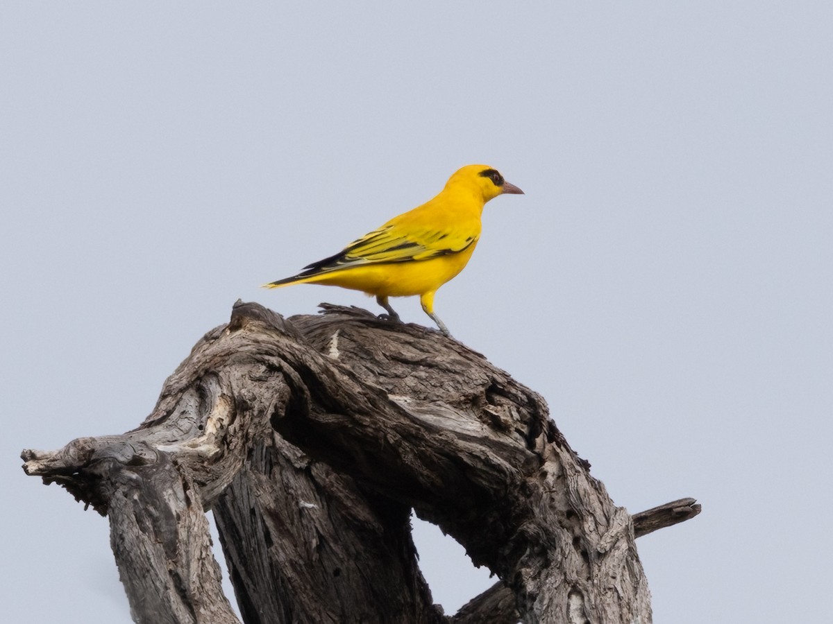 Вивільга золота - ML646489915