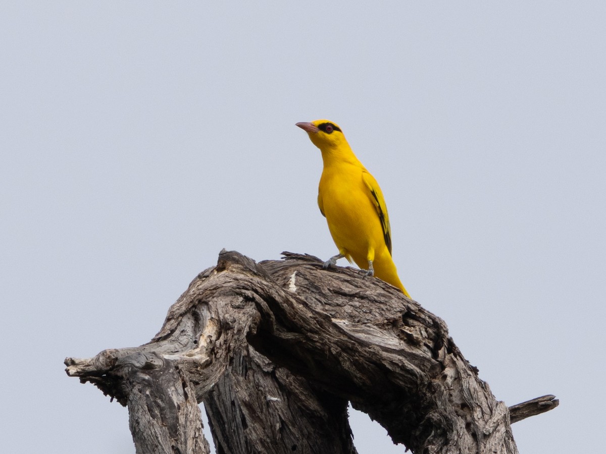 Вивільга золота - ML646489916