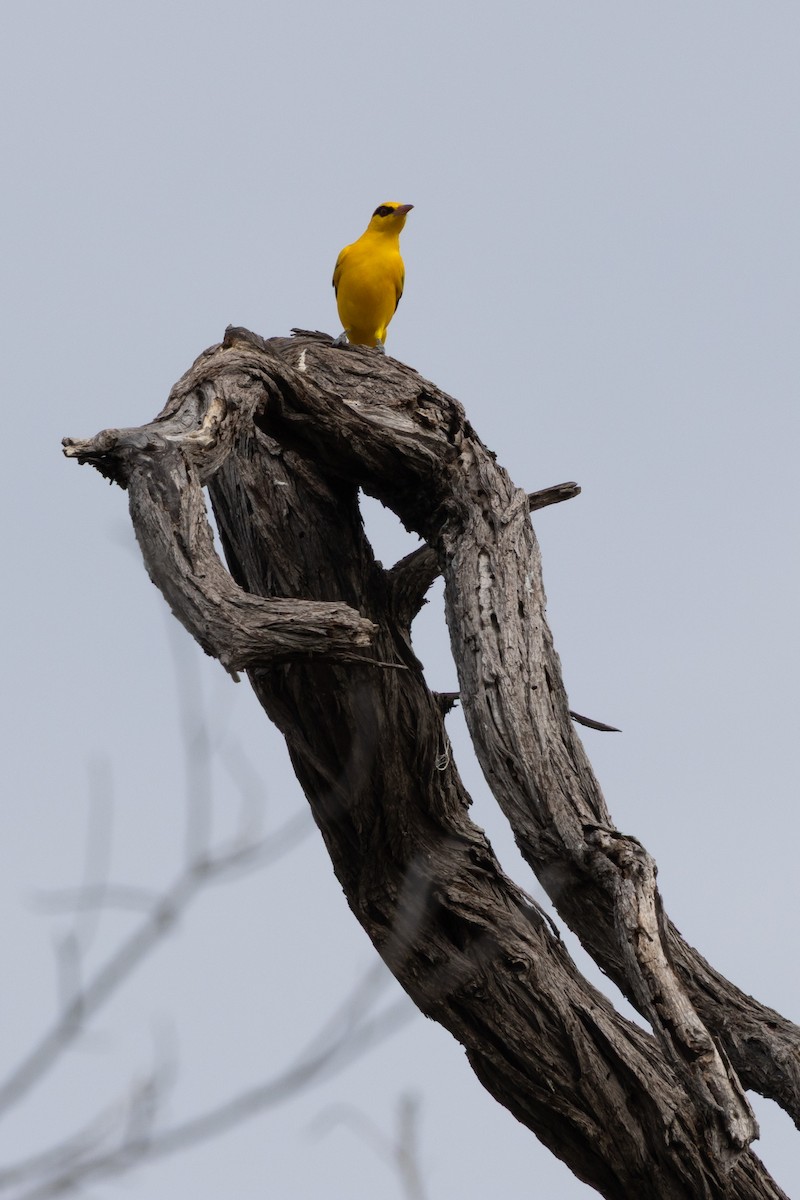 Вивільга золота - ML646489917