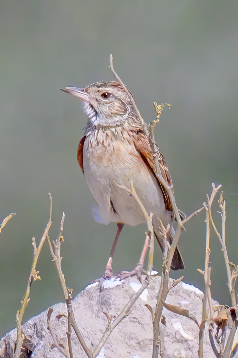Rufous-naped Lark (Rufous-naped) - ML646489921