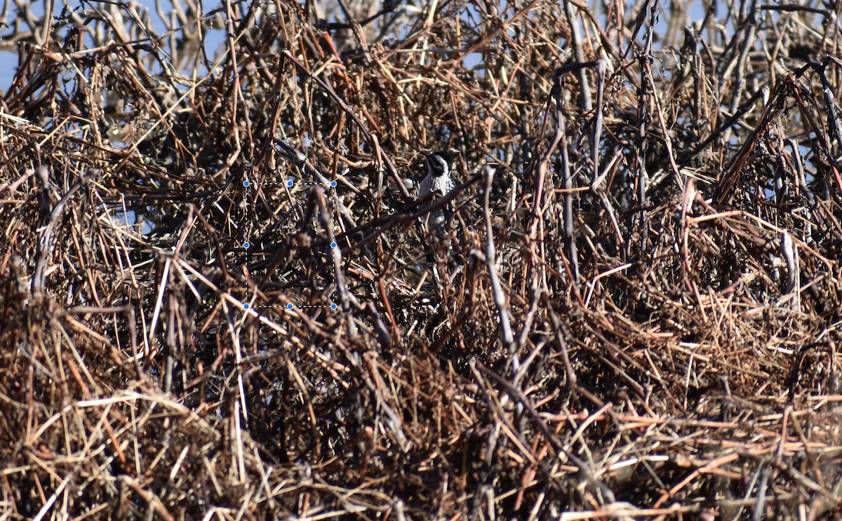 Ladder-backed Woodpecker - ML646489926