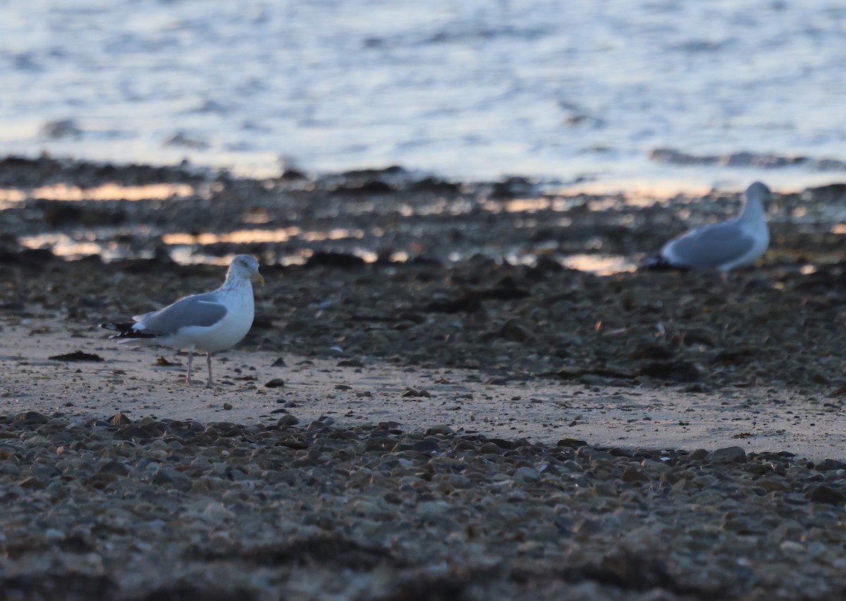 שחף מערבי - ML646489930