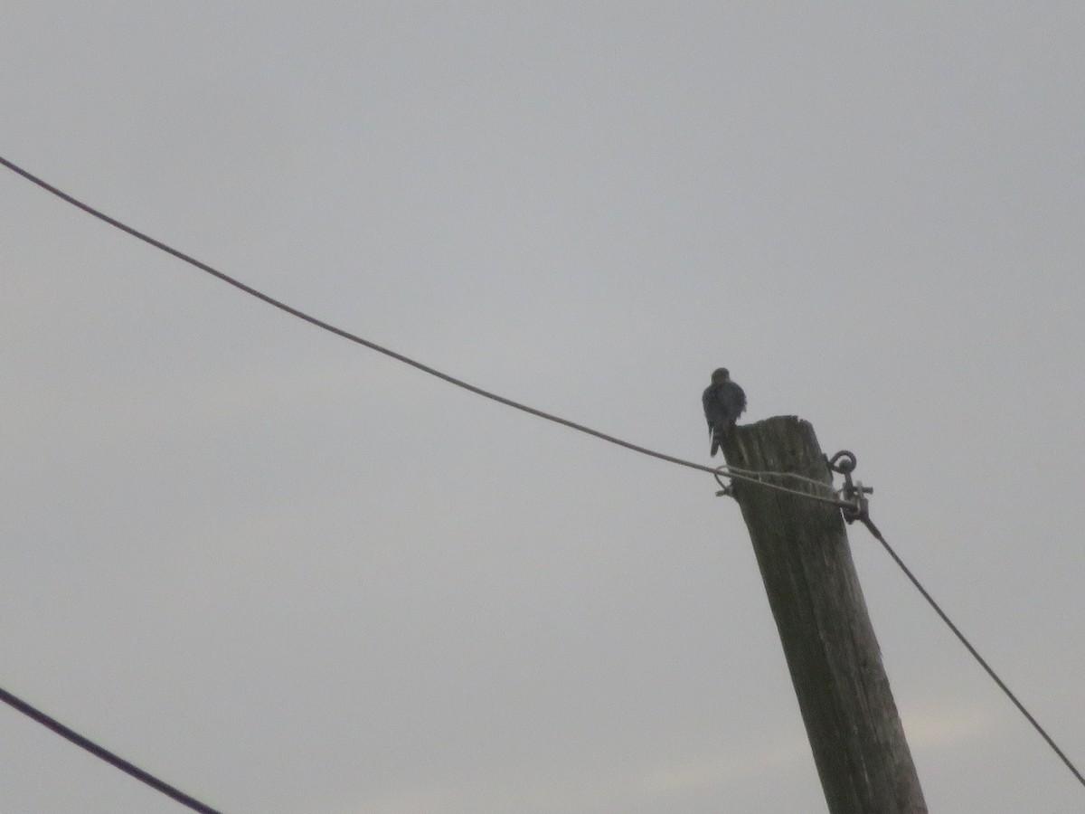 コチョウゲンボウ - ML646489932