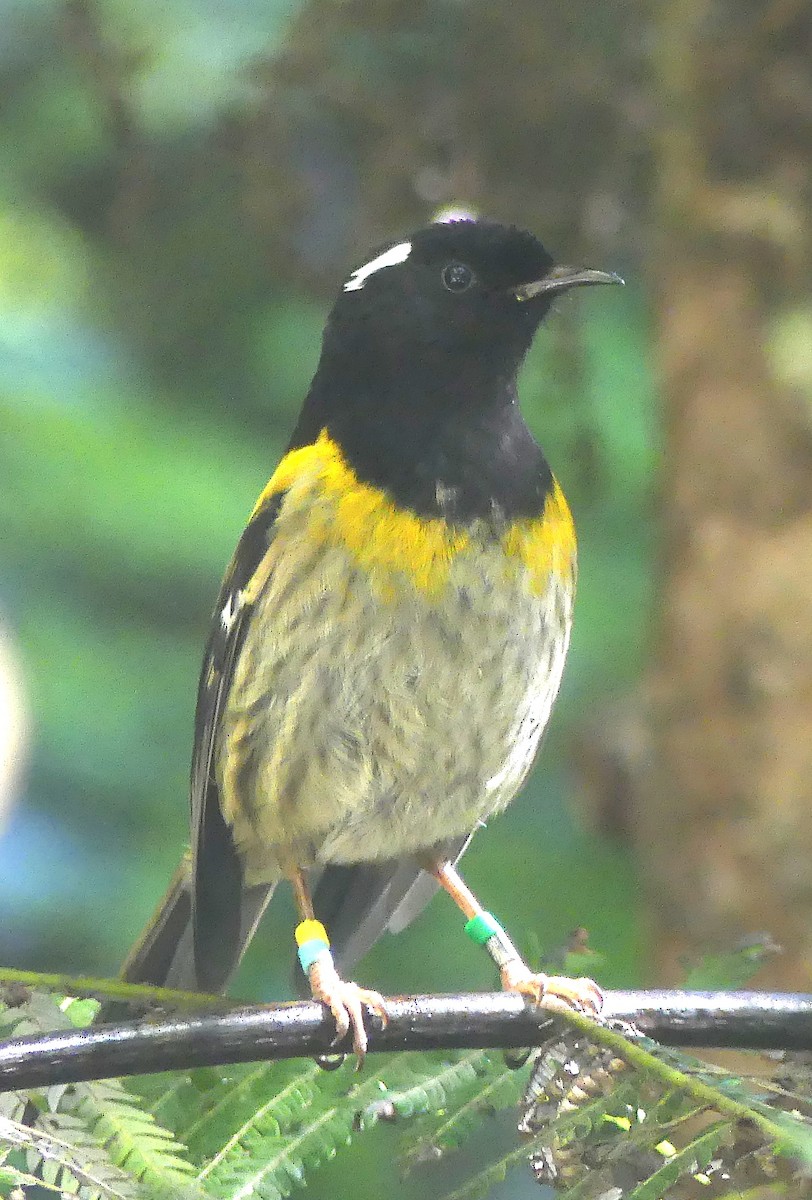 Stitchbird - ML646489933