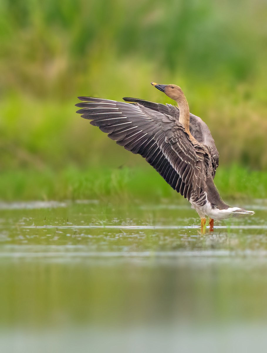 Taiga Bean-Goose - ML646489936