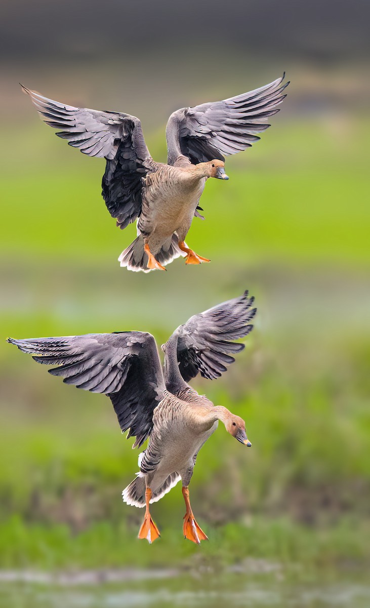 Taiga Bean-Goose - ML646489937