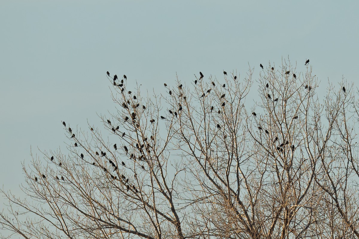 blackbird sp. - ML646489940
