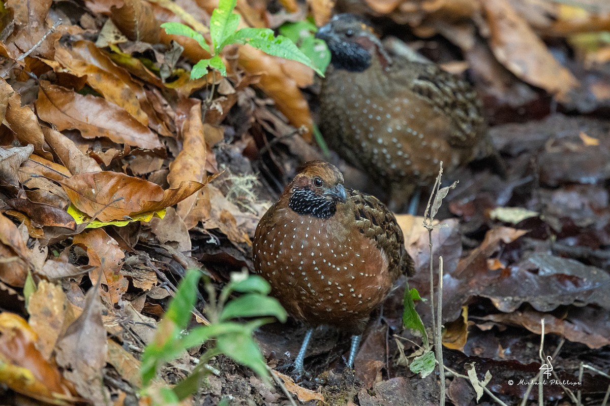 flekktannvaktel - ML646489941