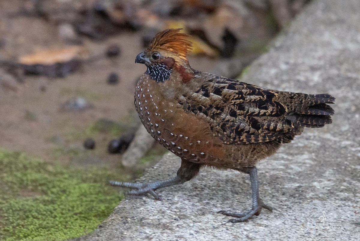 flekktannvaktel - ML646489942