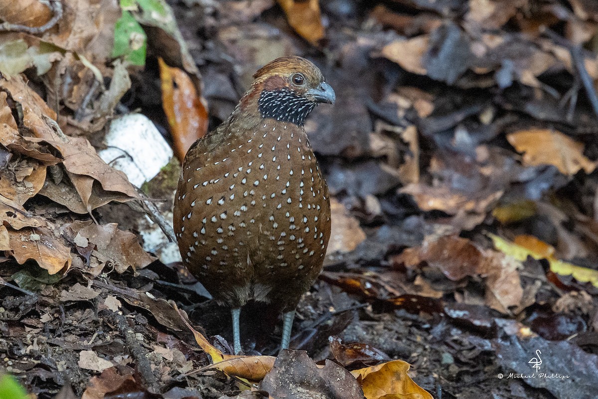 flekktannvaktel - ML646489943