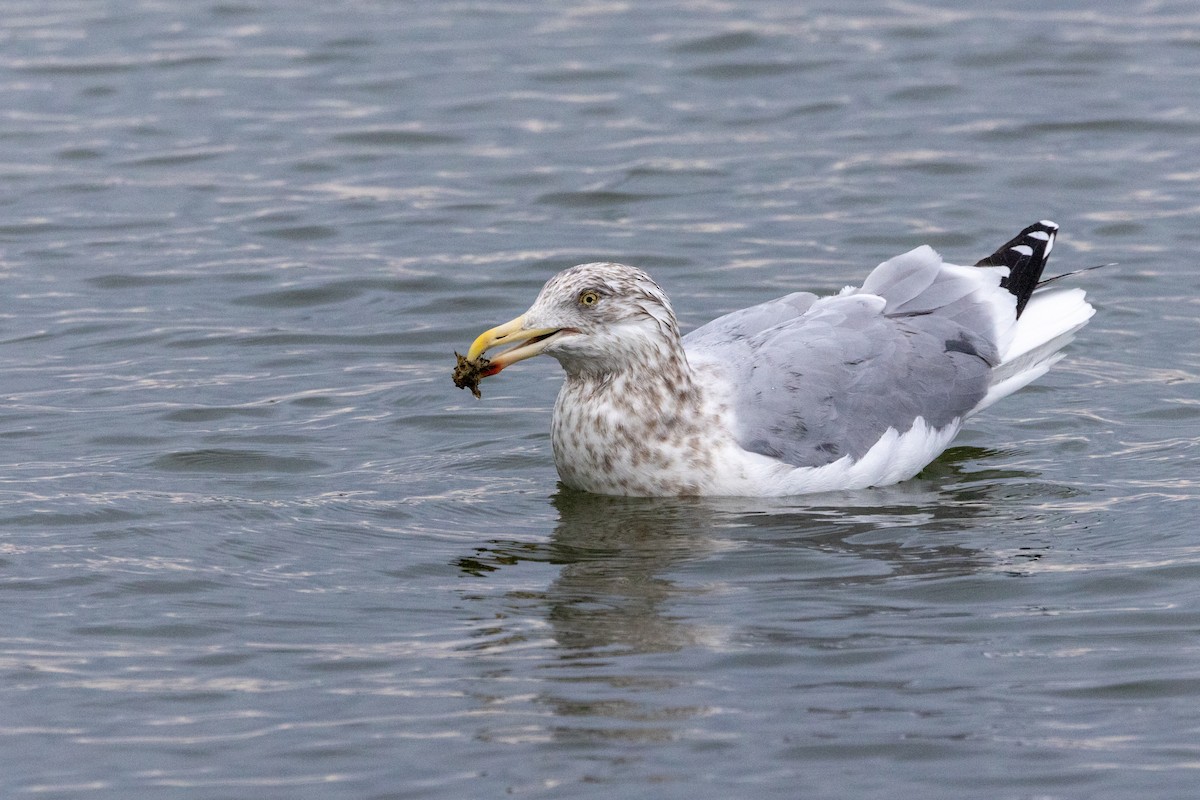 American Herring Gull - ML646489946