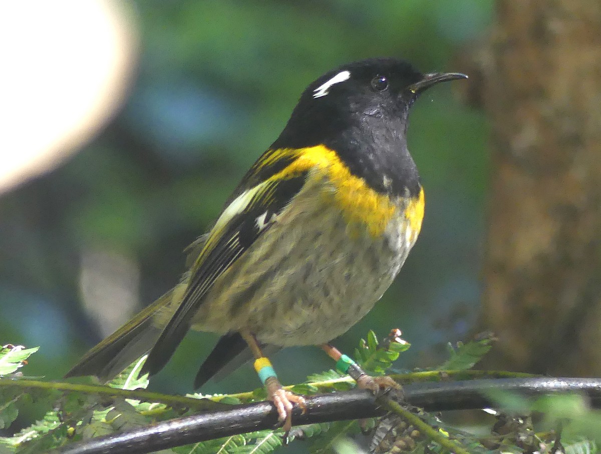 Stitchbird - ML646489959