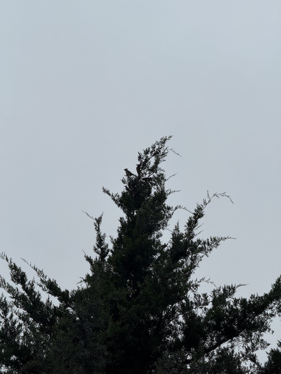 brkoslav americký - ML646489960