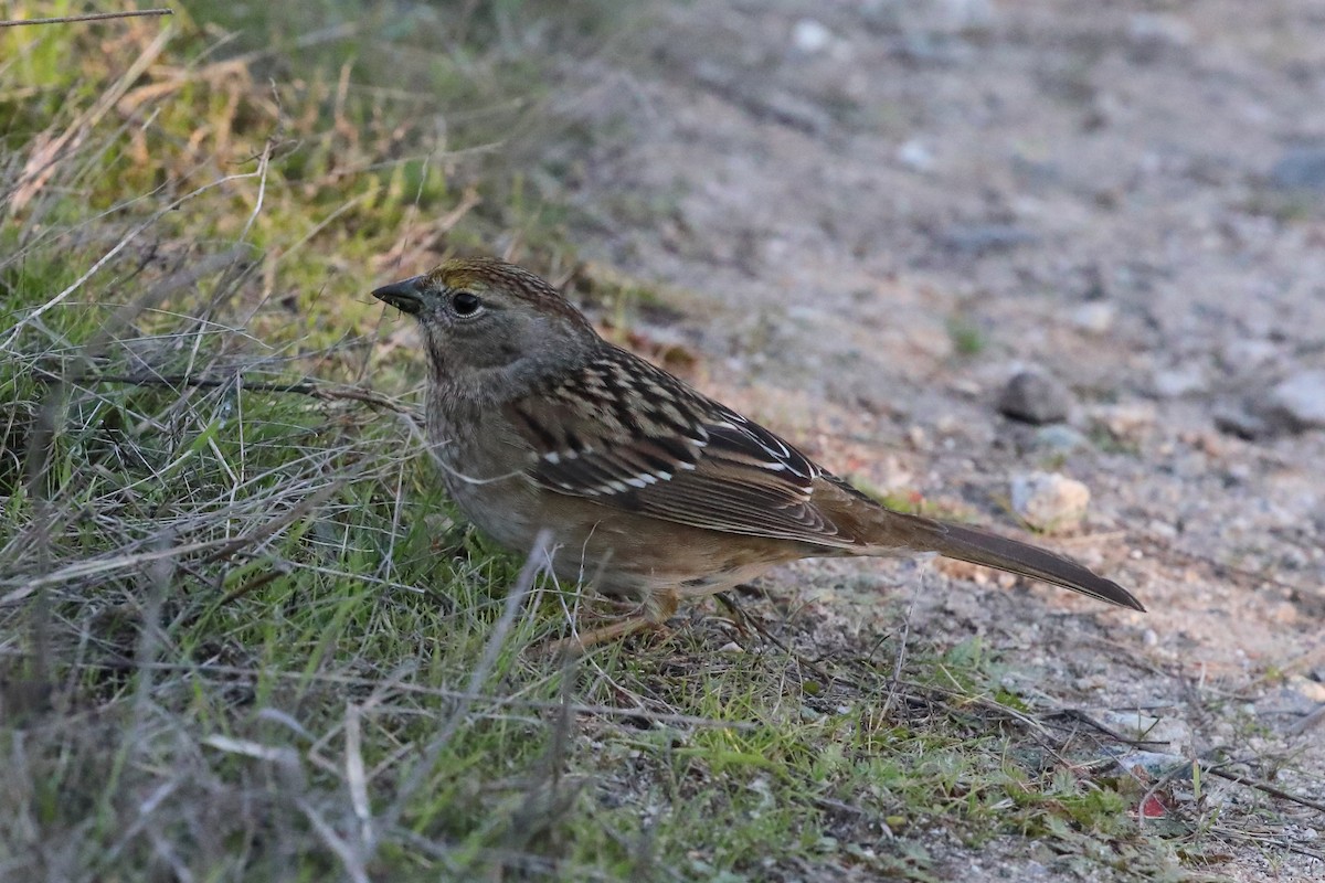 Golden-crowned Sparrow - ML646489963