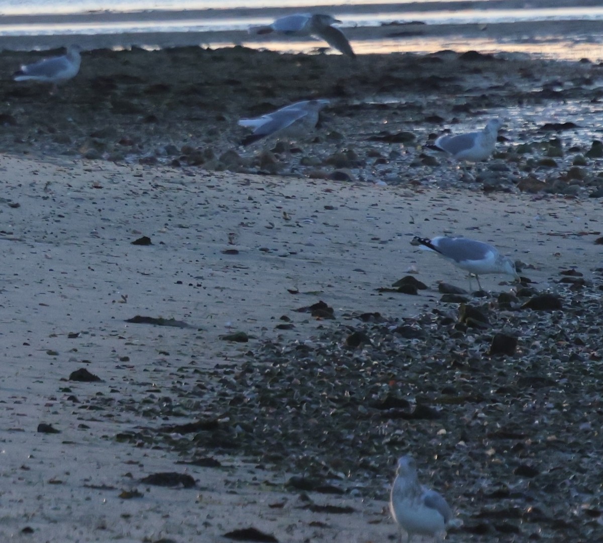 שחף מערבי - ML646489964