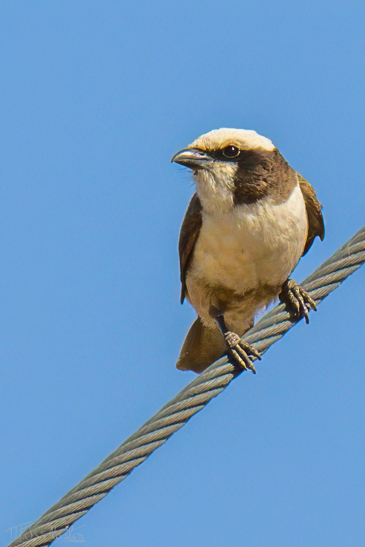 White-crowned Shrike - ML646489965