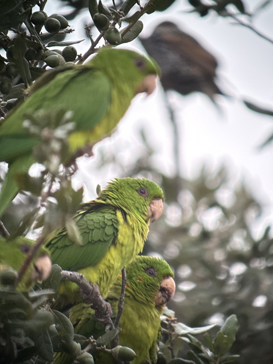 Meksika Yeşil Papağanı - ML646489969