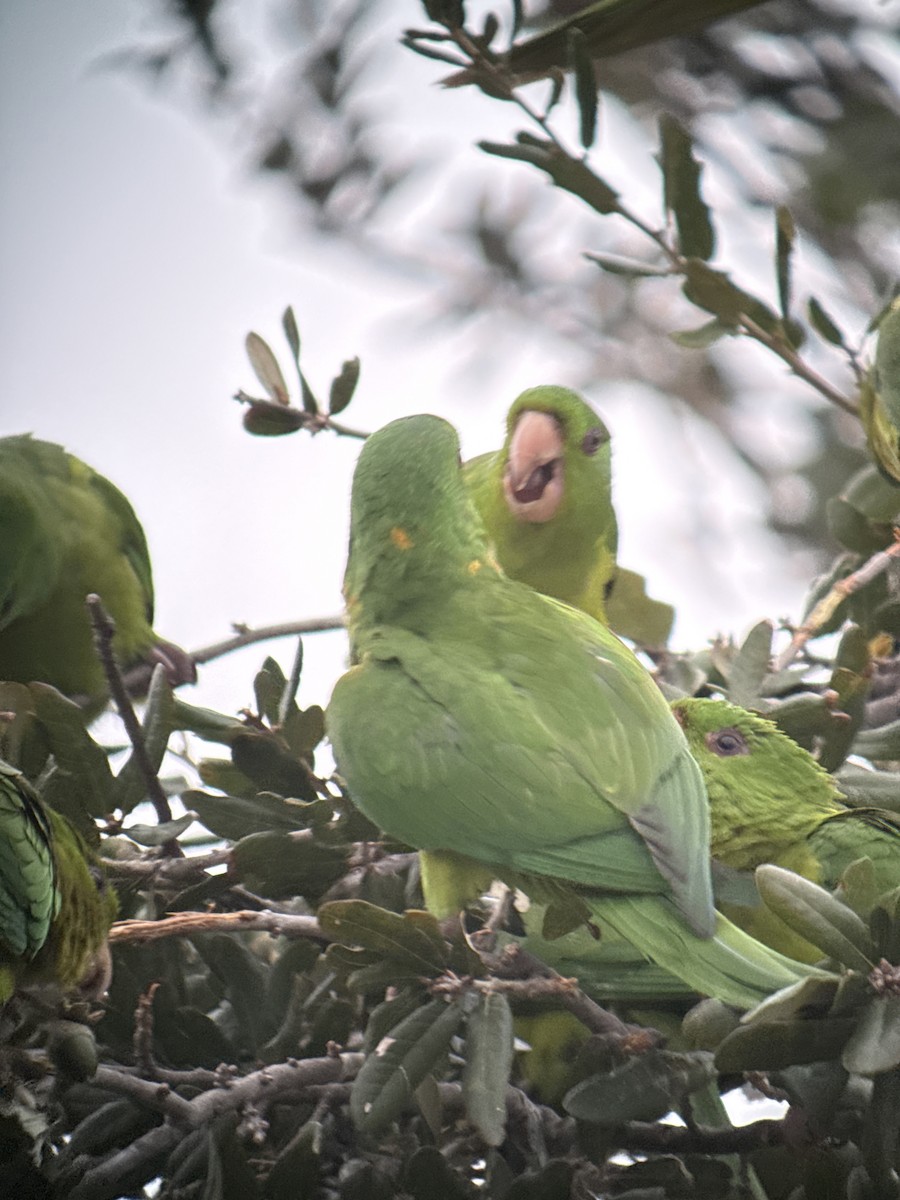 Meksika Yeşil Papağanı - ML646489970