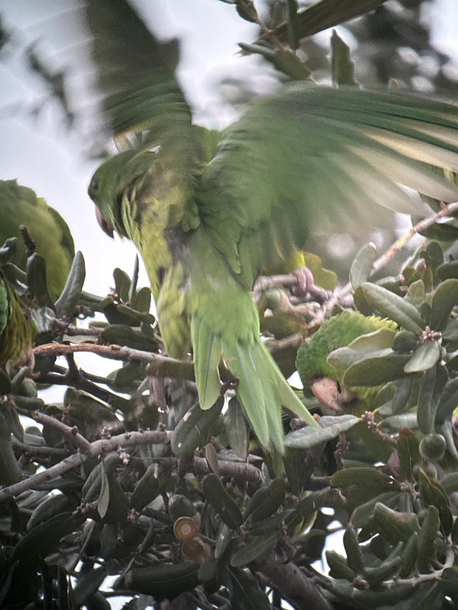 Meksika Yeşil Papağanı - ML646489971