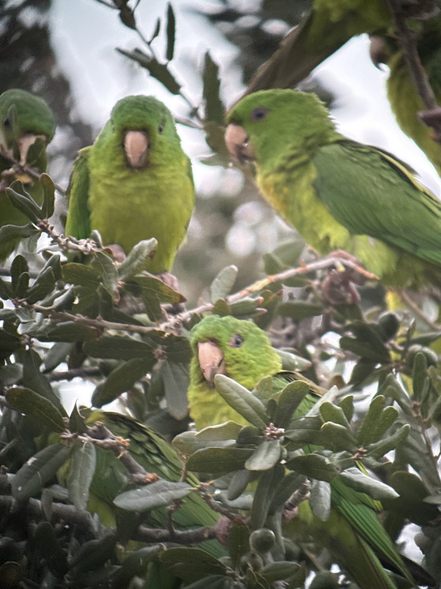Meksika Yeşil Papağanı - ML646489972