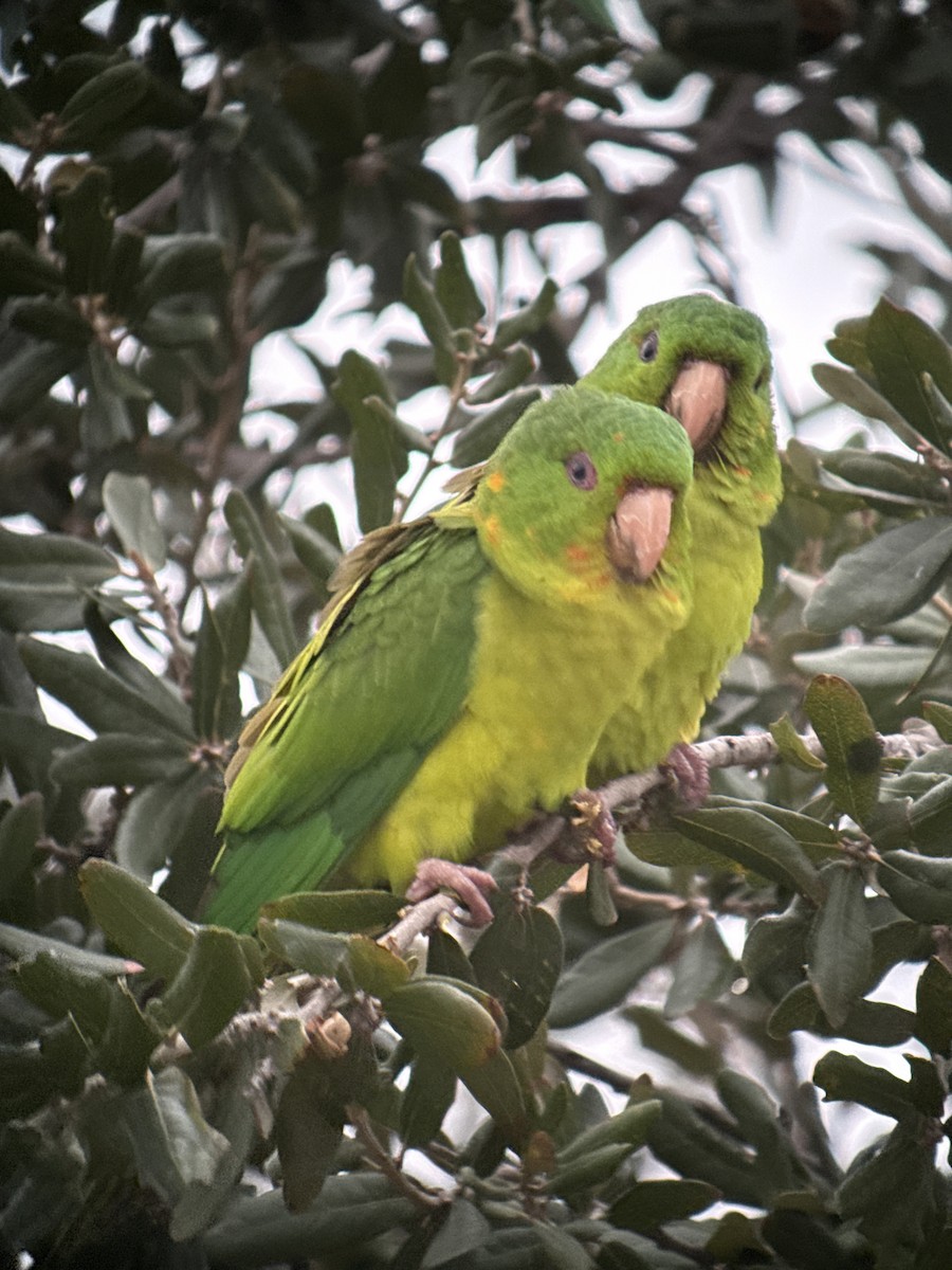 Meksika Yeşil Papağanı - ML646489973