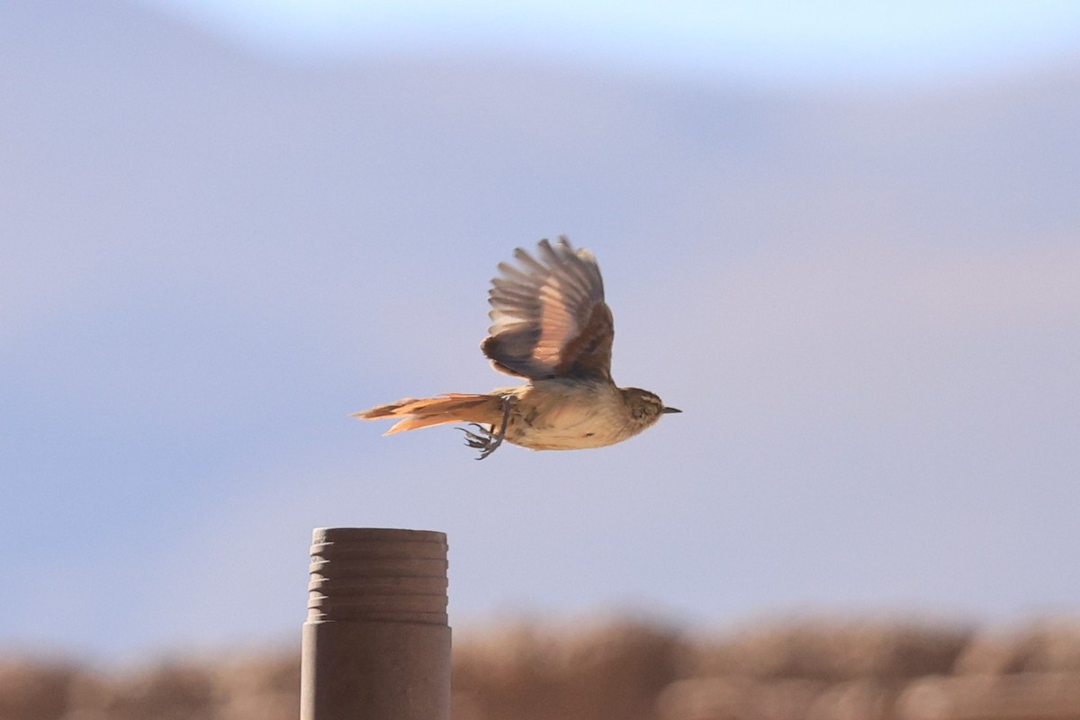 Cordilleran Canastero - ML646489976