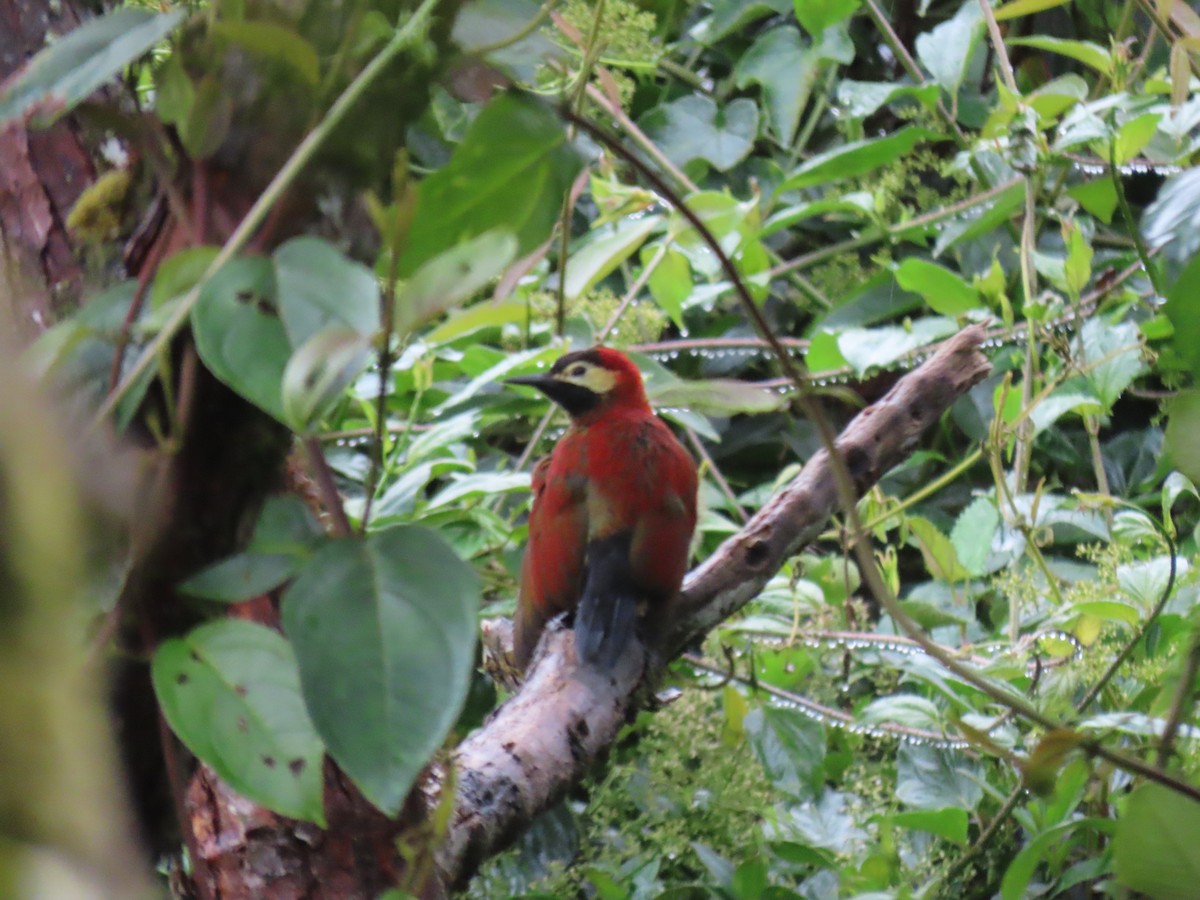 Crimson-mantled Woodpecker - ML646489977