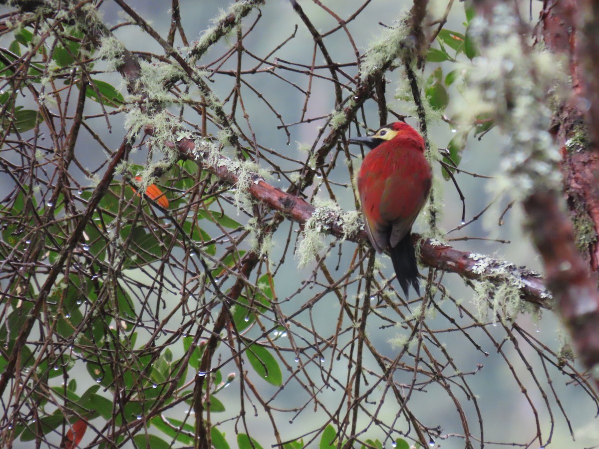 Crimson-mantled Woodpecker - ML646489978
