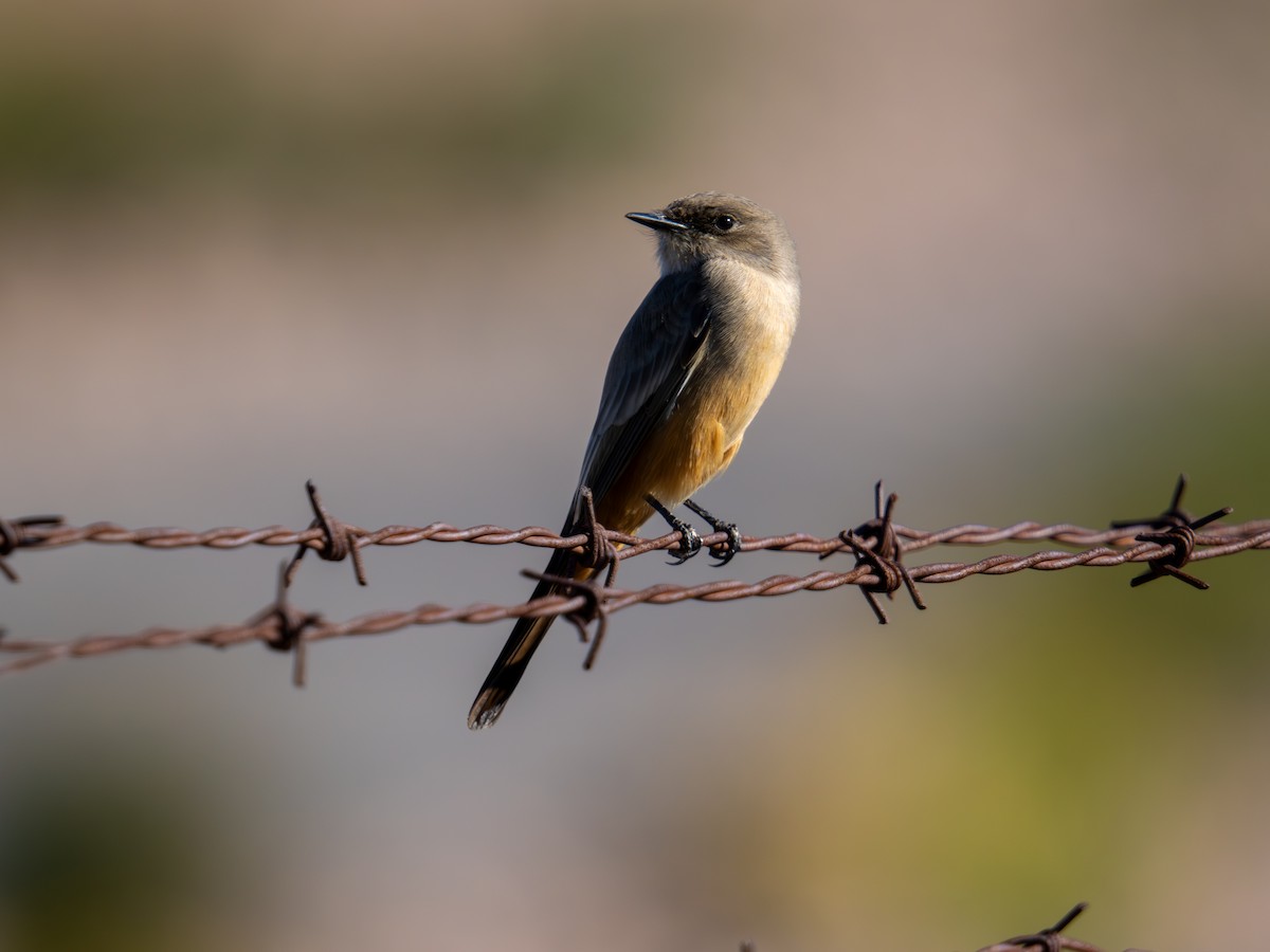 Say's Phoebe - ML646489979