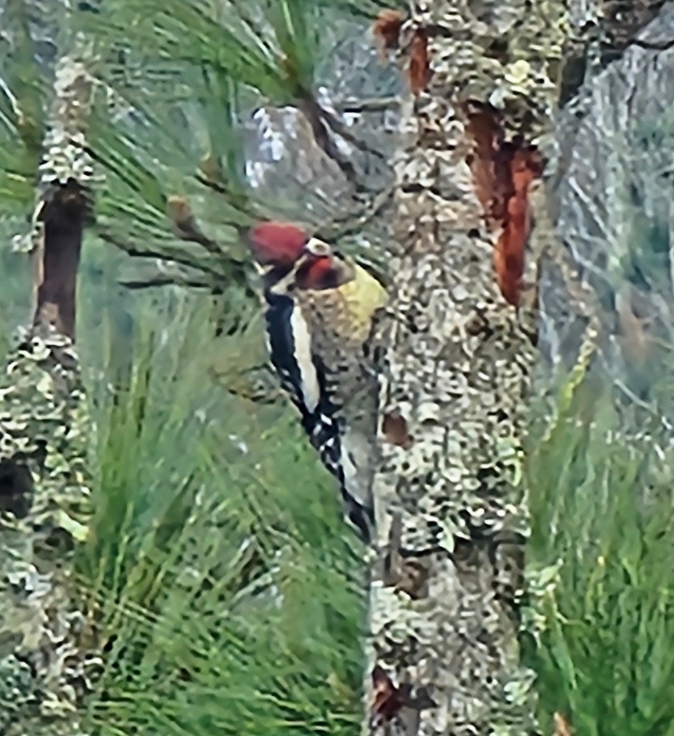 Yellow-bellied Sapsucker - ML646489981