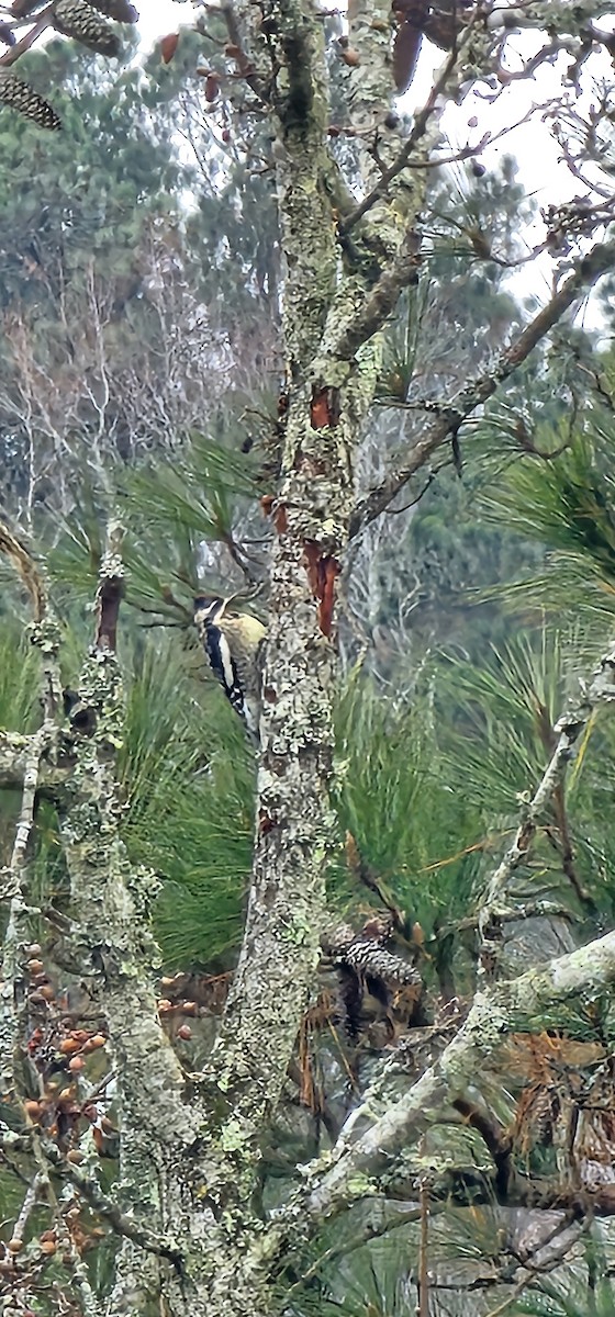 Yellow-bellied Sapsucker - ML646489982
