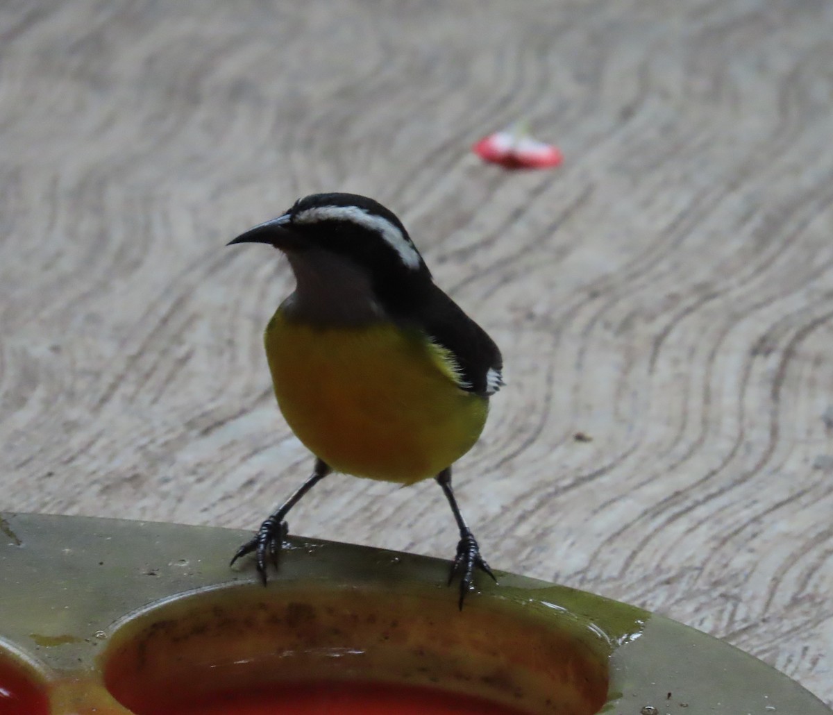 Bananaquit - ML646489985