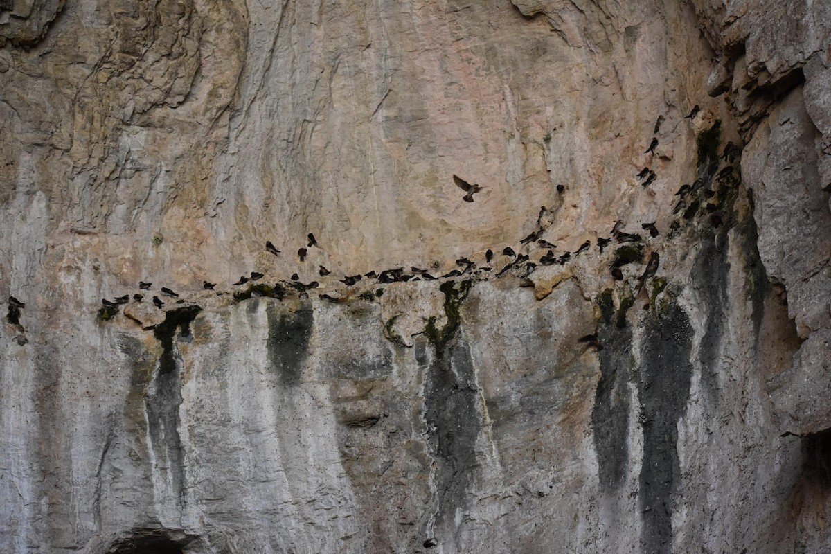 Cave Swallow - ML646489988