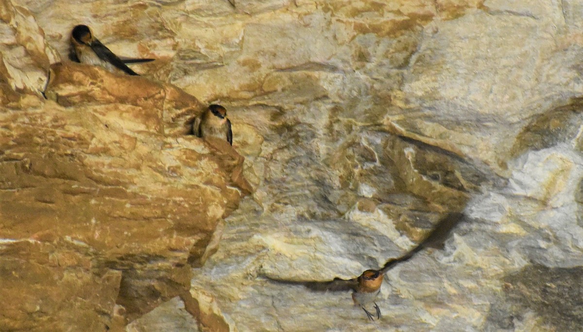 Cave Swallow - ML646489989