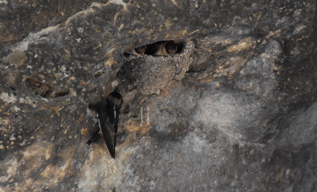 Cave Swallow - ML646489990