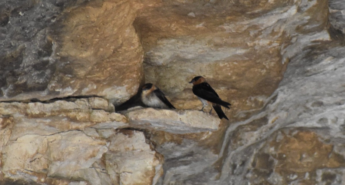 Cave Swallow - ML646489991